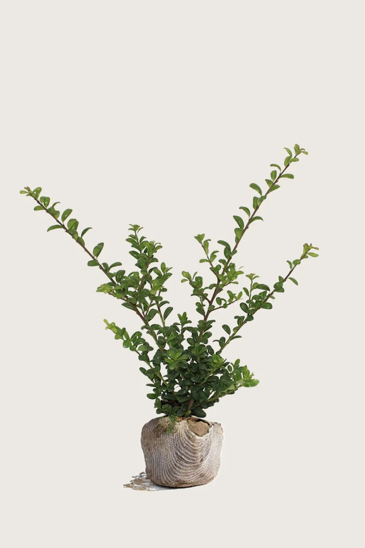 Japansk kristtorn 'Convexa' 80cm Grenet | Plantinavia