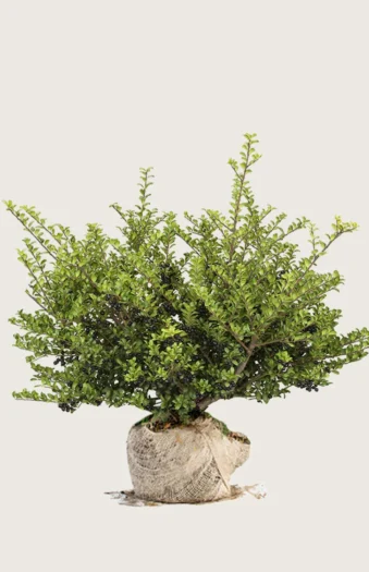 Japansk kristtorn 'Convexa' 200cm Velgrenet | Plantinavia