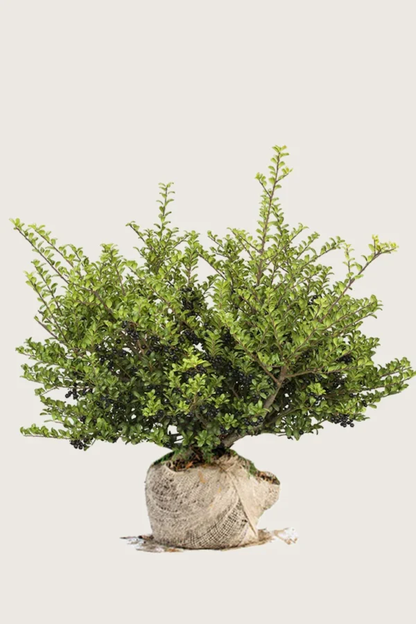 Japansk kristtorn 'Convexa' 200cm Velgrenet | Plantinavia