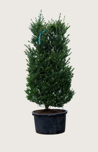 Japansk kristtorn 'Dark Green' 175cm Velgrenet | Plantinavia