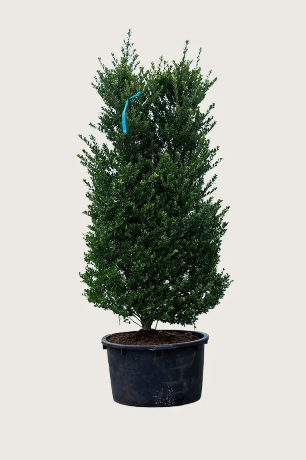 Japansk kristtorn 'Dark Green' 175cm Velgrenet | Plantinavia