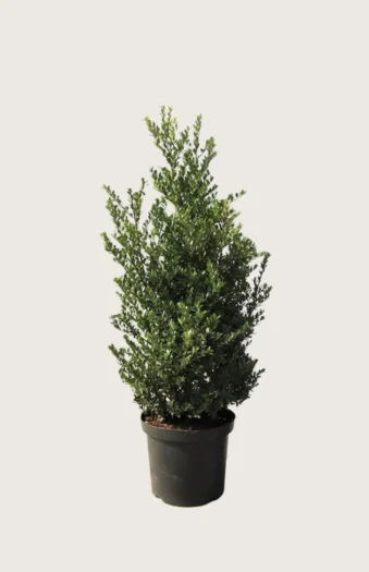 Japansk kristtorn 'Dark Green' 100cm Grenet | Plantinavia