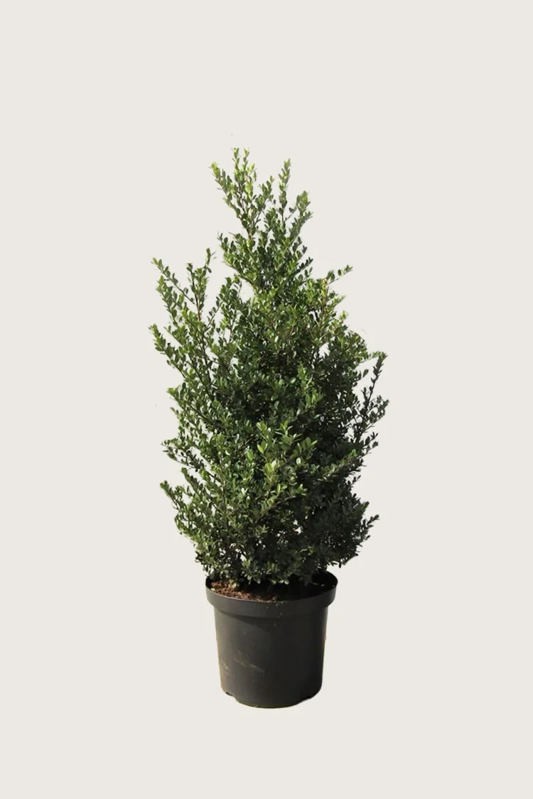 Japansk kristtorn 'Dark Green' 100cm Grenet | Plantinavia