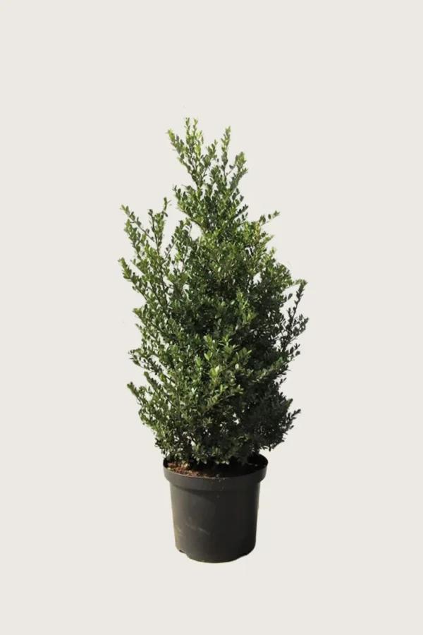 Japansk kristtorn 'Dark Green' 125cm Grenet | Plantinavia