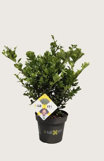 Japansk kristtorn 'Dark Green' 80cm Grenet | Plantinavia