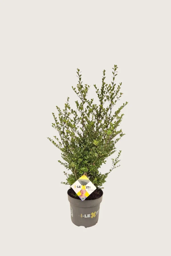 Japansk kristtorn 'Dark Green' 40cm Outlet | Plantinavia