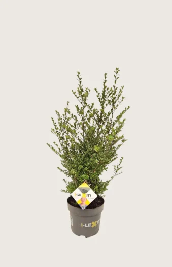 Japansk kristtorn 'Dark Green' 60cm Outlet | Plantinavia