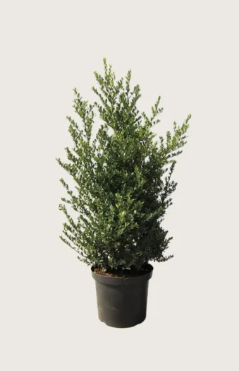 Japansk kristtorn 'Dark Green' 150cm Velgrenet | Plantinavia