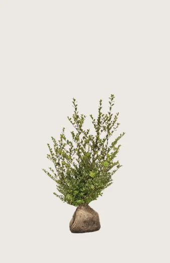 Japansk kristtorn 'Dark Green' 40cm Outlet | Plantinavia