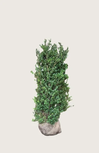 Japansk kristtorn 'Dark Green' 60cm Velgrenet | Plantinavia