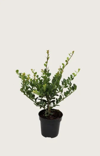 Japansk kristtorn 'Green Hedge' 40cm Outlet | Plantinavia