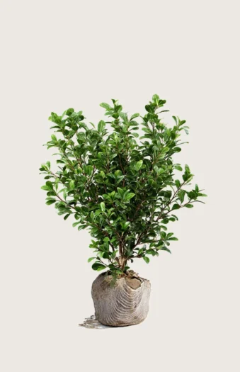 Japansk kristtorn 'Green Hedge' 40cm Grenet | Plantinavia