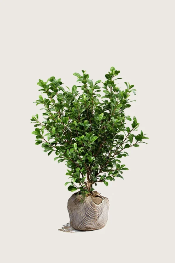 Japansk kristtorn 'Green Hedge' 40cm Grenet | Plantinavia