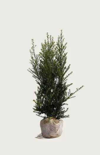 Japansk kristtorn 'Green Hedge' 200cm Velgrenet | Plantinavia