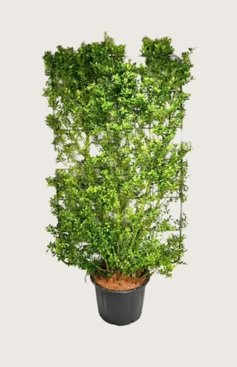 Japansk kristtorn 'Kanehirae' 100cm Velgrenet | Plantinavia