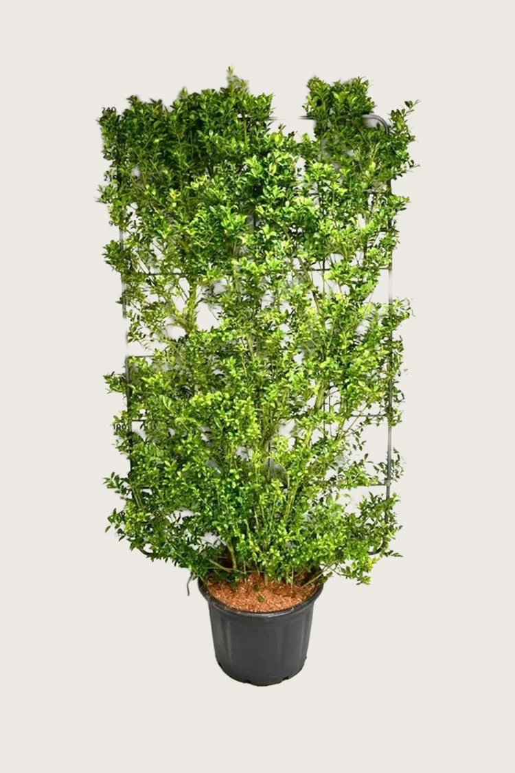 Japansk kristtorn 'Kanehirae' 100cm Velgrenet | Plantinavia