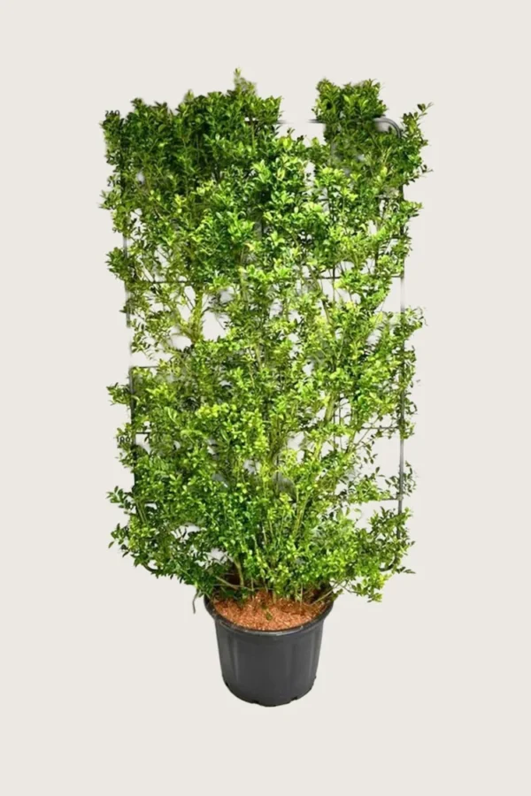 Japansk kristtorn 'Kanehirae' 150cm Velgrenet | Plantinavia