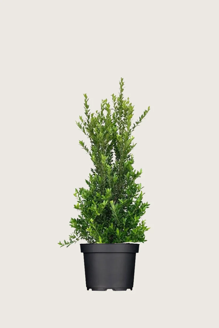 Japansk kristtorn 'Kanehirae' 80cm Grenet | Plantinavia