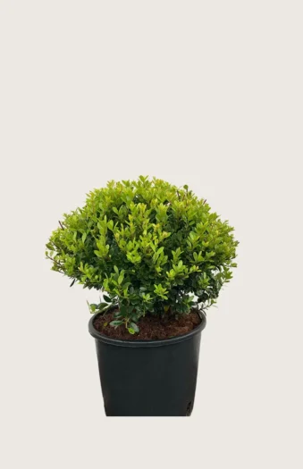 Japansk kristtorn 'Kanehirae' 15cm Outlet | Plantinavia