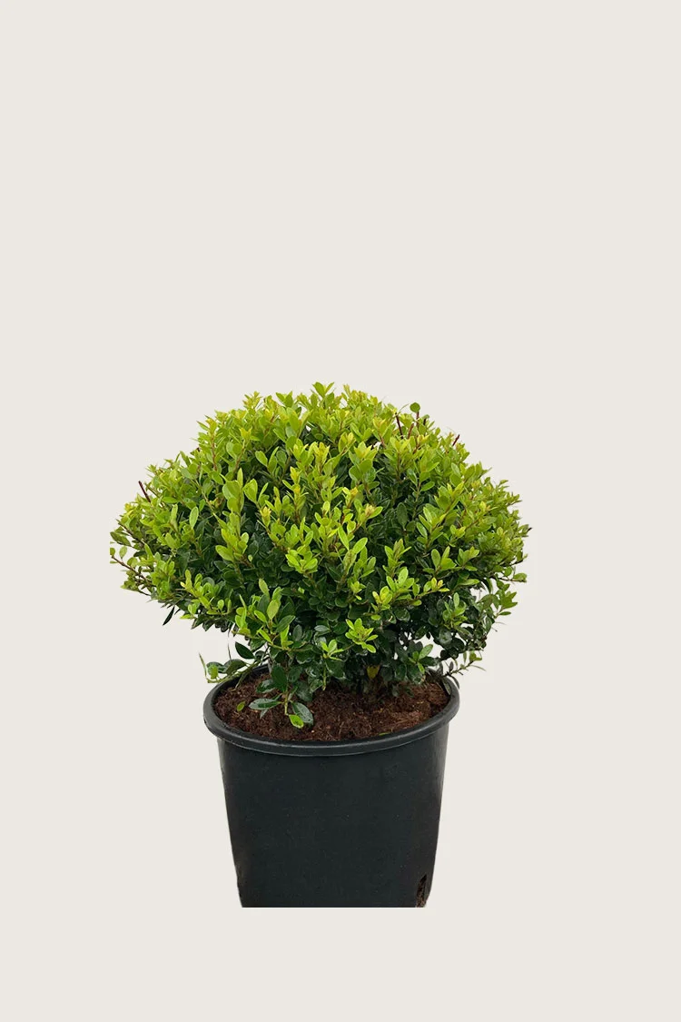 Japansk kristtorn 'Kanehirae' 15cm Outlet | Plantinavia