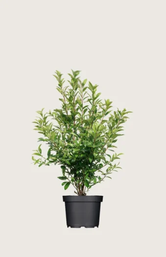 Japansk kristtorn 'Kanehirae' 60cm Outlet | Plantinavia