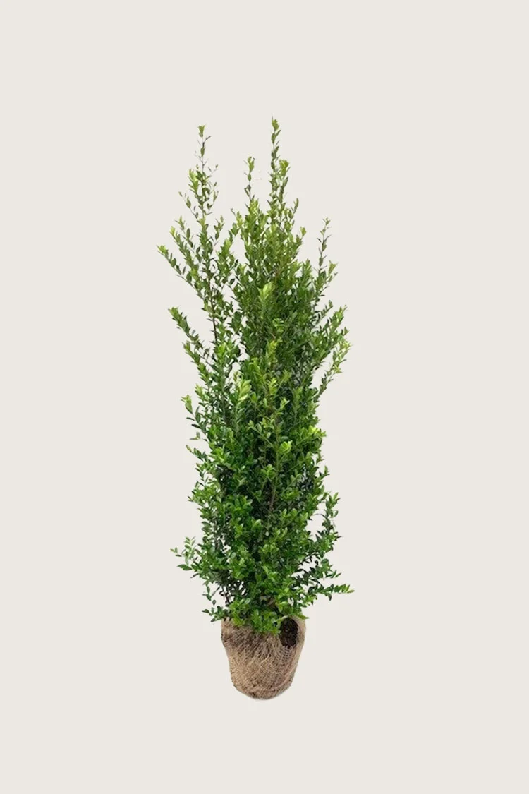 Japansk kristtorn 'Kanehirae' 125cm Grenet | Plantinavia