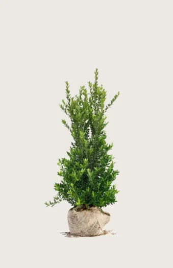 Japansk kristtorn 'Kanehirae' 80cm Grenet | Plantinavia