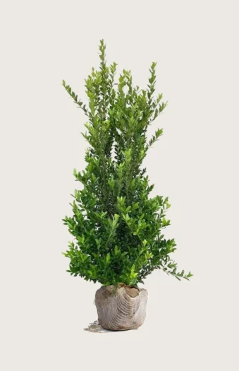 Japansk kristtorn 'Kanehirae' 150cm Velgrenet | Plantinavia