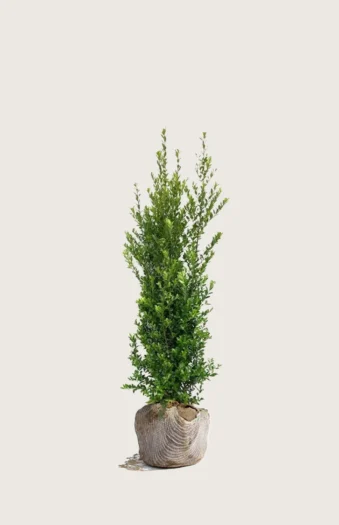 Japansk kristtorn 'Kanehirae' 40cm Velgrenet | Plantinavia