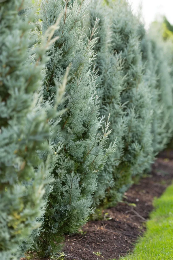 Virginiaeiner Blue Arrow