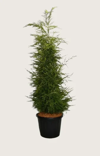 Kanadahemlokk 225cm Velgrenet | Plantinavia