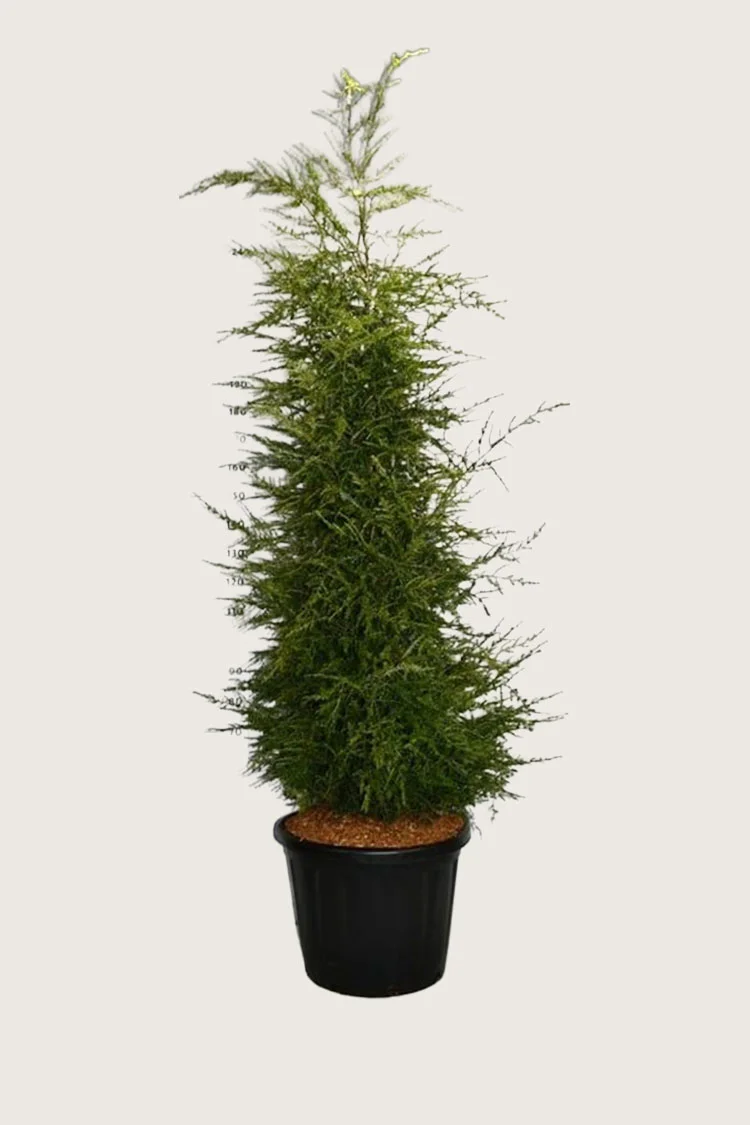 Kanadahemlokk 300cm Velgrenet | Plantinavia