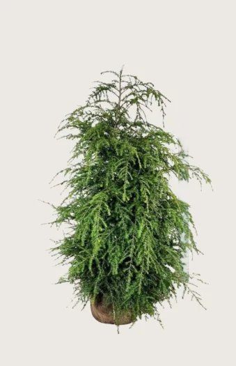 Kanadahemlokk 150cm Velgrenet | Plantinavia