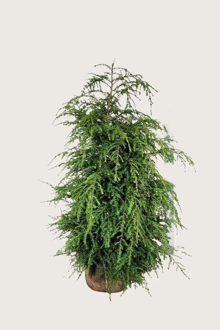 Kanadahemlokk 175cm Velgrenet | Plantinavia