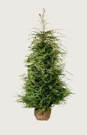Kanadahemlokk 250cm Velgrenet | Plantinavia