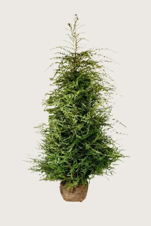 Kanadahemlokk 250cm Velgrenet | Plantinavia