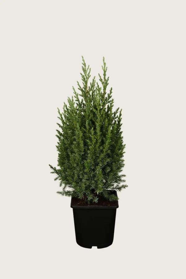 Kinaeiner Stricta 40cm Velgrenet | Plantinavia