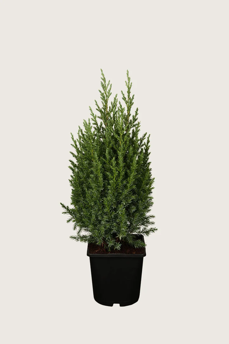 Kinaeiner Stricta 80cm Velgrenet | Plantinavia