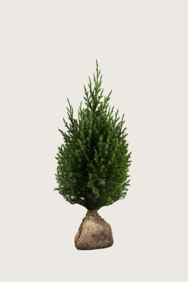 Kinaeiner Stricta 100cm Velgrenet | Plantinavia