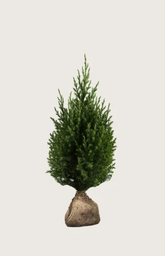 Kinaeiner Stricta 80cm Velgrenet | Plantinavia