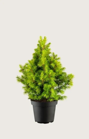 Kjeglegran 60cm Velgrenet | Plantinavia