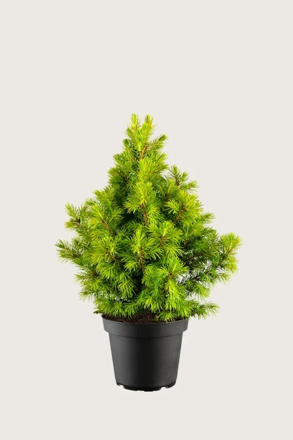 Kjeglegran 80cm Velgrenet | Plantinavia