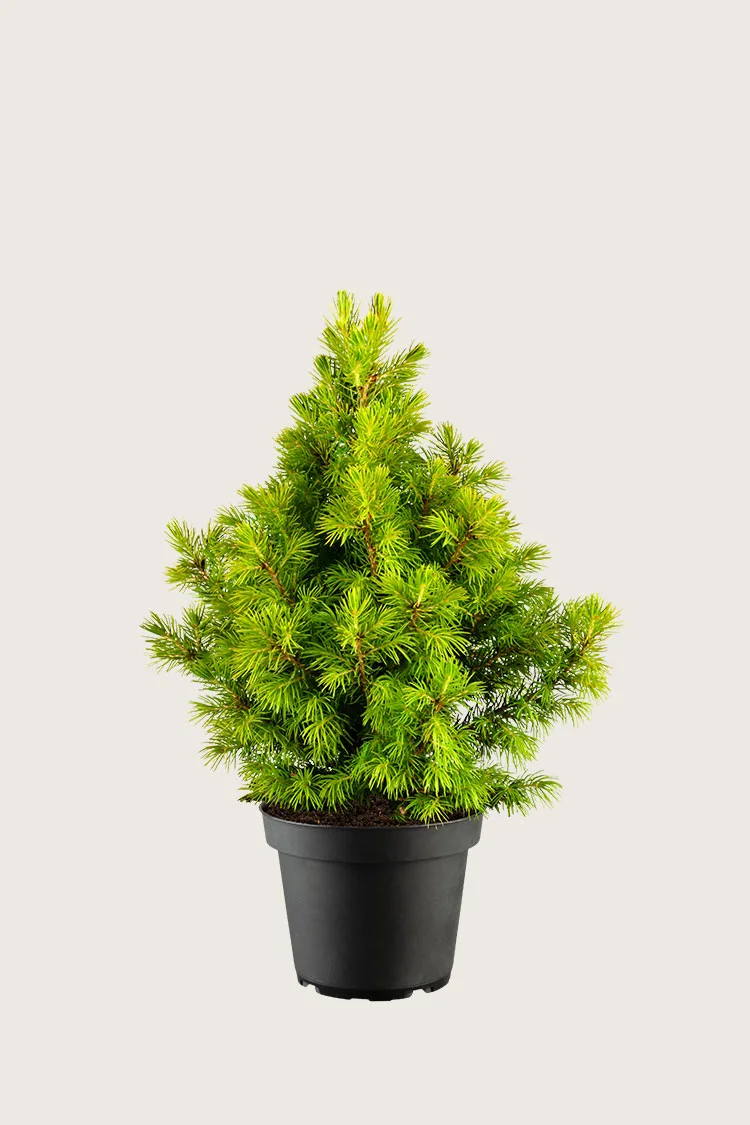 Kjeglegran 80cm Velgrenet | Plantinavia