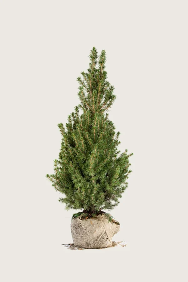 Kjeglegran 100cm Velgrenet | Plantinavia
