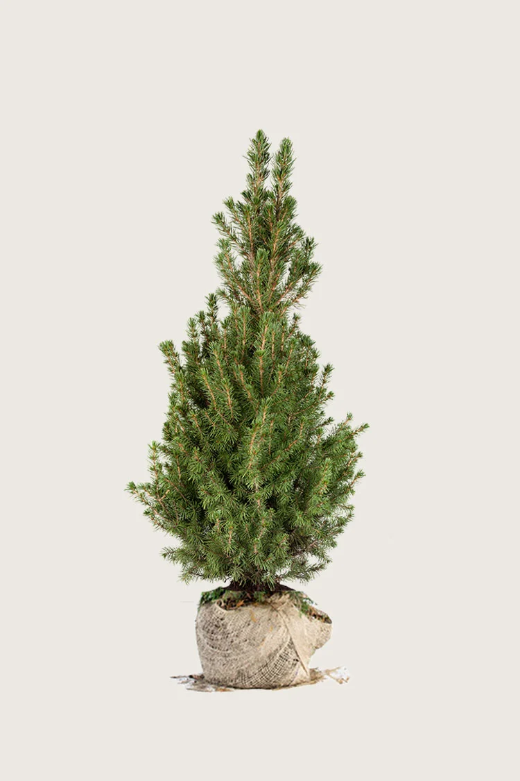 Kjeglegran 125cm Velgrenet | Plantinavia