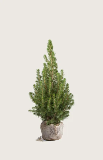Kjeglegran 80cm Velgrenet | Plantinavia