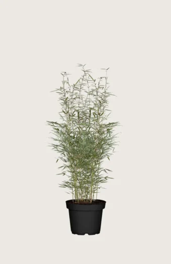 Kjempebambus 'Robusta 100cm Grenet | Plantinavia