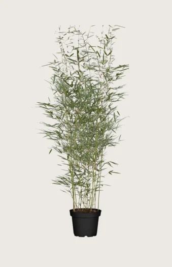 Kjempebambus 'Robusta 150cm Grenet | Plantinavia