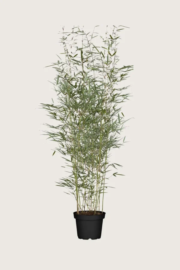Kjempebambus 'Robusta 150cm Grenet | Plantinavia