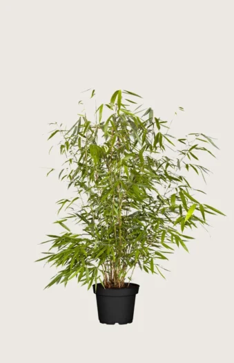 Kjempebambus 'Robusta 100cm Velgrenet | Plantinavia